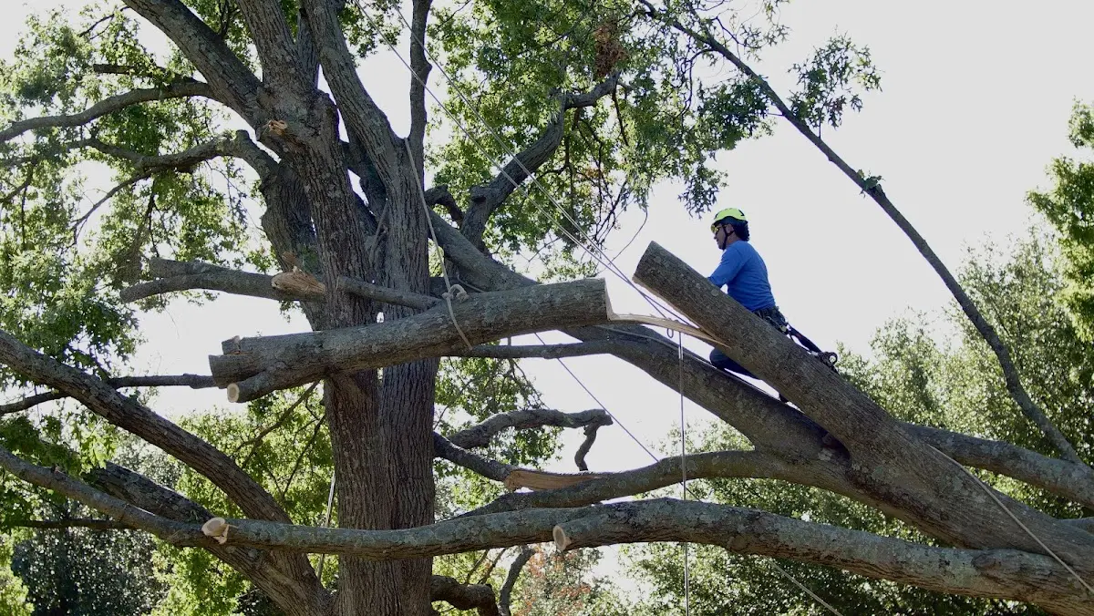 Professional Crown Thinning performed by certified arborists in Pleasant Grove