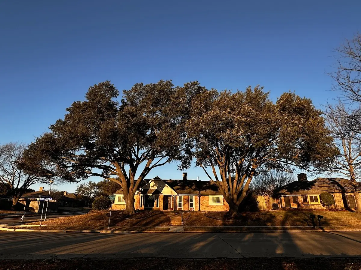 Established residential canopy tree shading a home in Pleasant Grove